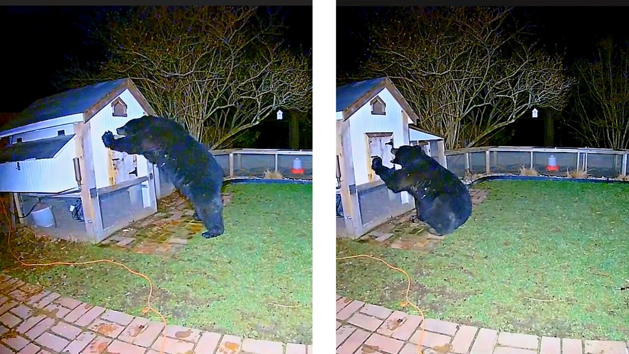 What Happens When a Bear Wrongly Messed with a Chicken Coop?