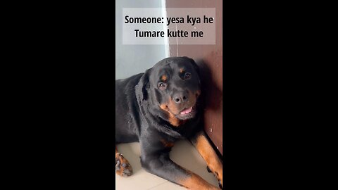 My everything 🌎|Rottweiler dog|#rottweilerthebruzzo#dog#viral