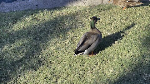 Morning walk ducks