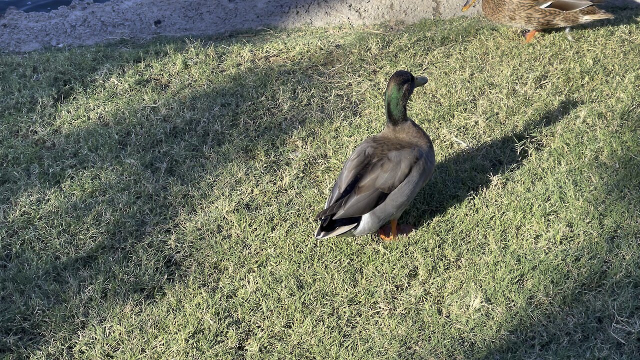 Morning walk ducks