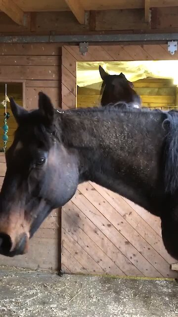 Jealous horse photobombs silly friend's camera time