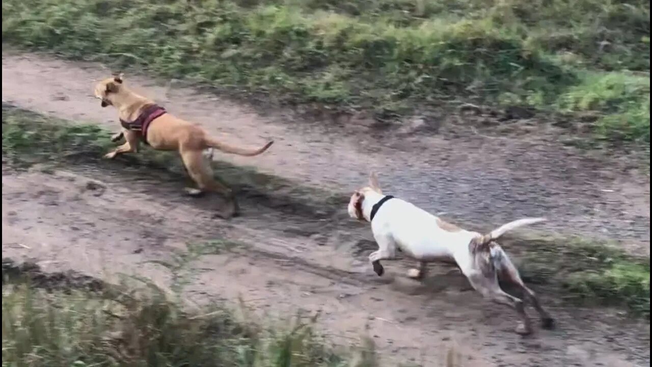 The dogs having an off leash play. The first since they started fighting