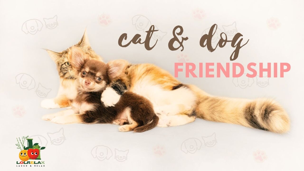 cat & dog friendship