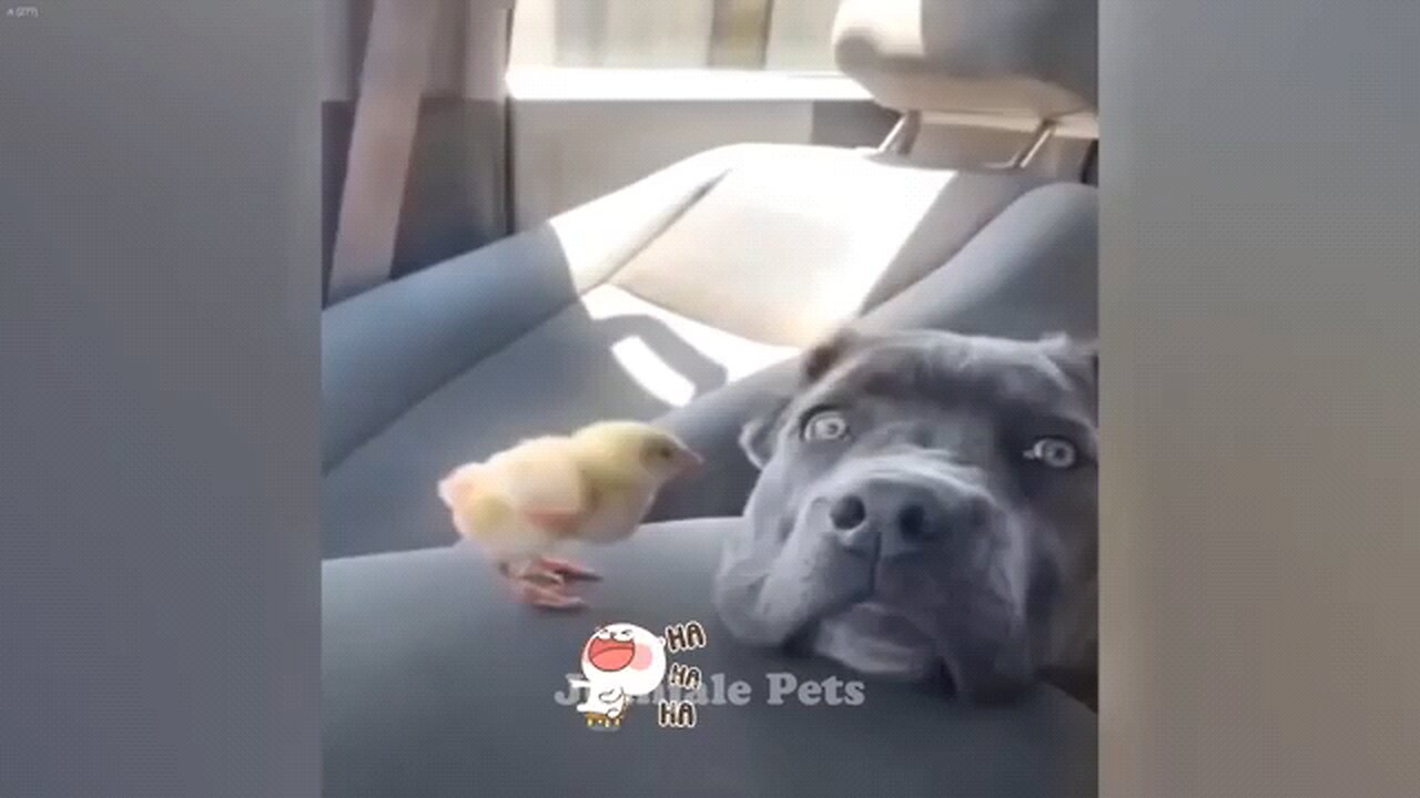 very much funny animals video 😂😂😂