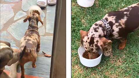 Hungry Cute Puppy Ready To Eat Food