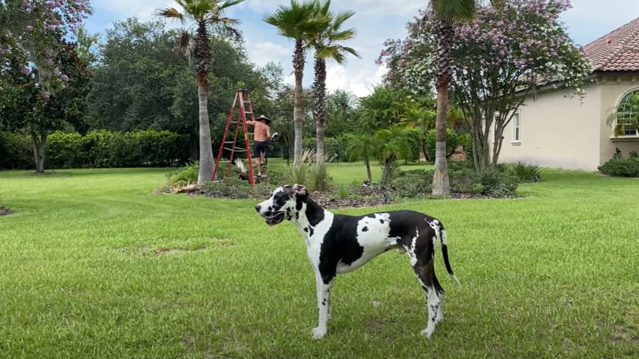 Great Dane Supervises Palm Tree Trimming Yard Work