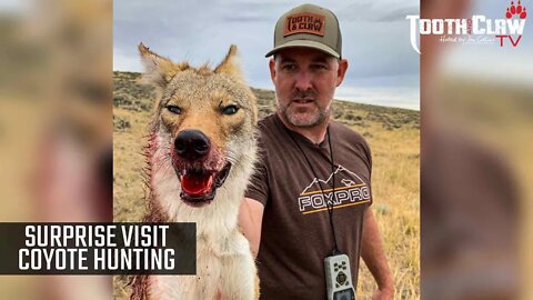 Surprise Visit - Coyote Hunting