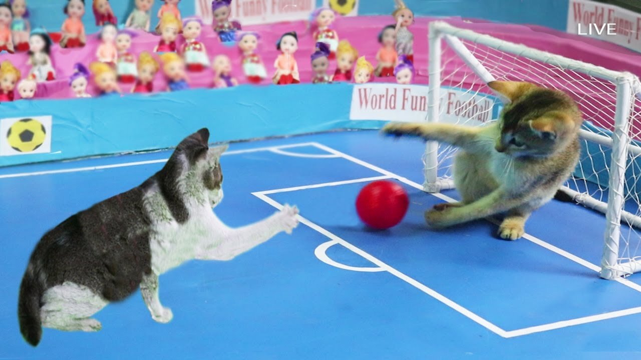 Funny Cat Playing Football - Kitten Play