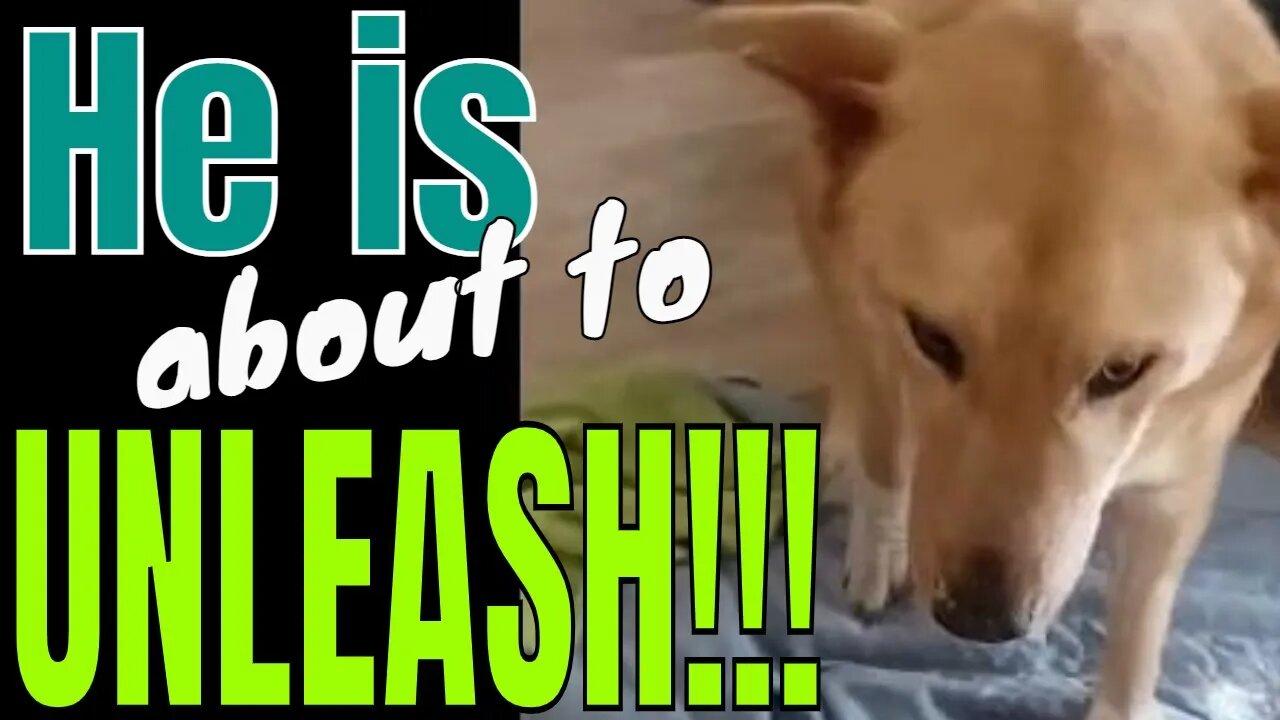 Dog has EXTREME Reaction to Meds 😬