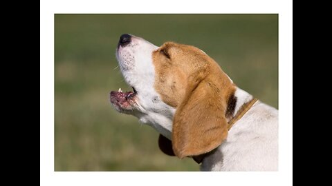 TOP 10 dog barking videos compilation ♥ Dog barking sound - Funny dogs