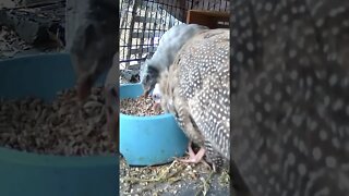 Special care cage for guinea fowl keets