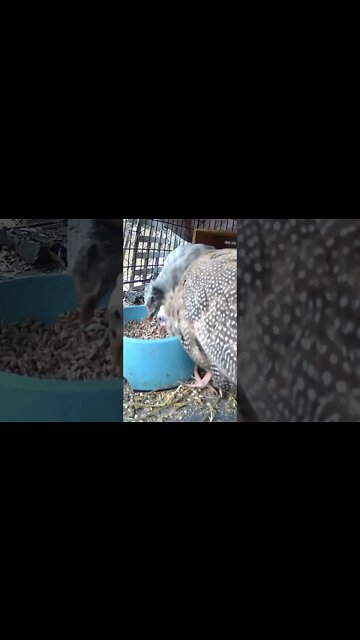 Special care cage for guinea fowl keets