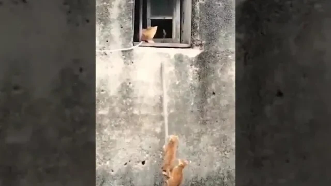funny cat videos cute cat videos cute animals funny cats #shorts #shortsfunny #cutecat #funnycat