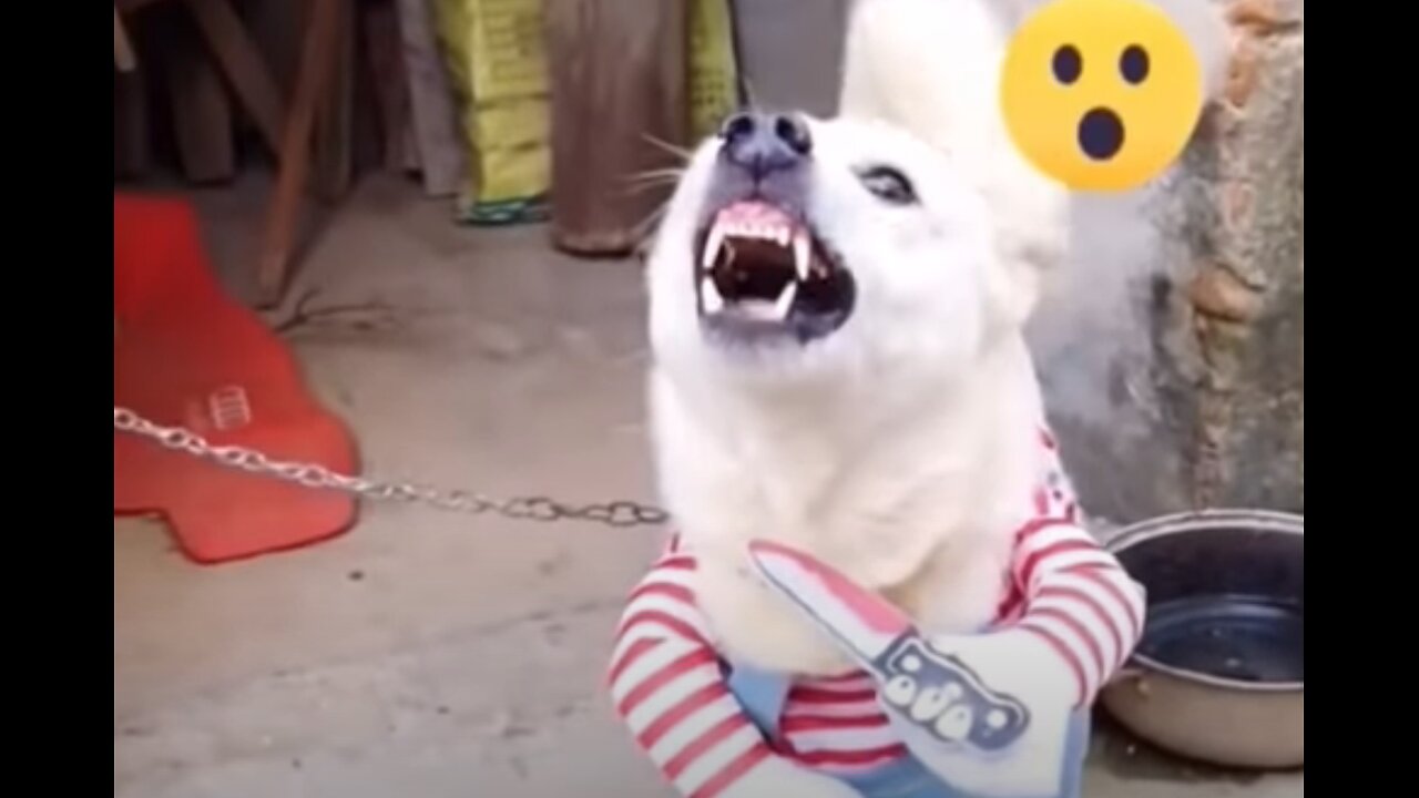 Animals Huge Box Prank to dog So Funny!!!