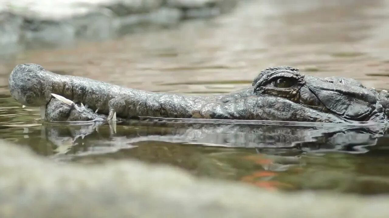 Tomomistoma schlegelii