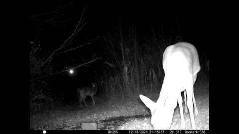 Deer Cam 12-13-2024