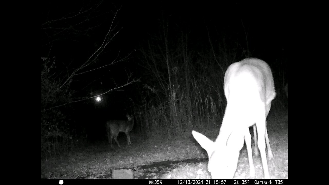 Deer Cam 12-13-2024