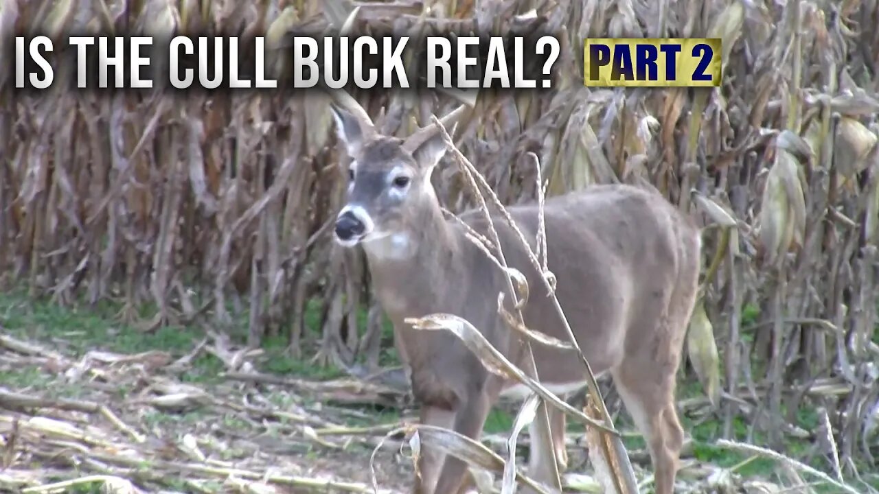 The Truth About Cull Bucks | Part 2