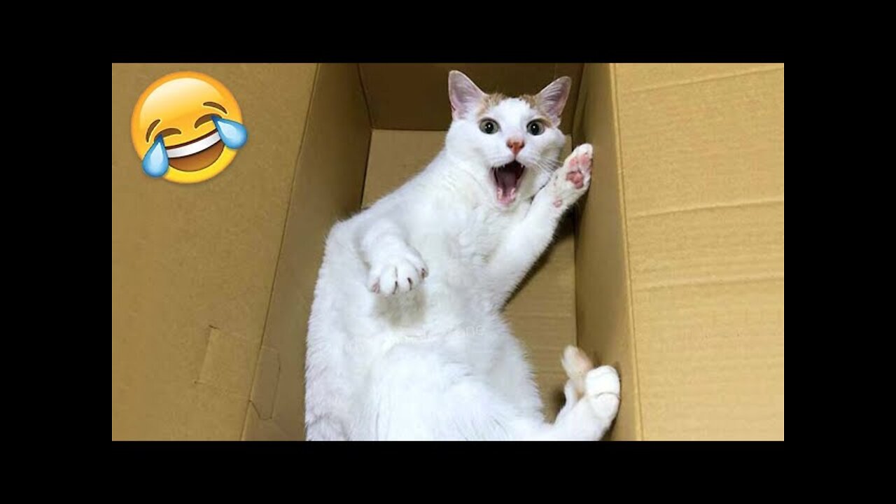 Funny Animal Videos 2022 😂 Funniest Cats And Dogs Videos #2 Enjoy watching this Funny Vide