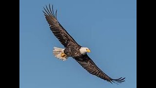 Tha Eagle Hard Attack Animal Life Survival Wild Animals