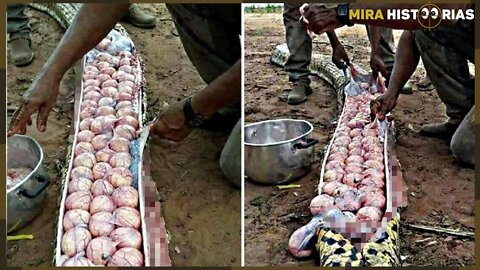 Moradores abrem cobra e ficam surpresos com o que tem dentro. O que eles fazem depois, está chocando