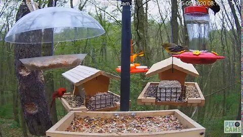 Baltimore Orioles Feeder 2