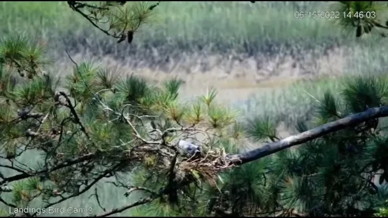 Great Blue Herons Incubation Shift Change 🥚 6/15/22 14:45