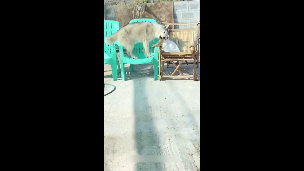 Animal Funny Video