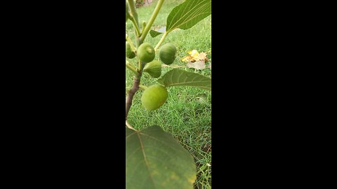 Healthy fruits in my garden #figs #guavas