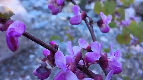 A Hike & The History ~ Red Rock Canyon