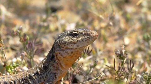 Chilean iguana, Callopistes palluma, in natural behavior digging, searching and eating insects