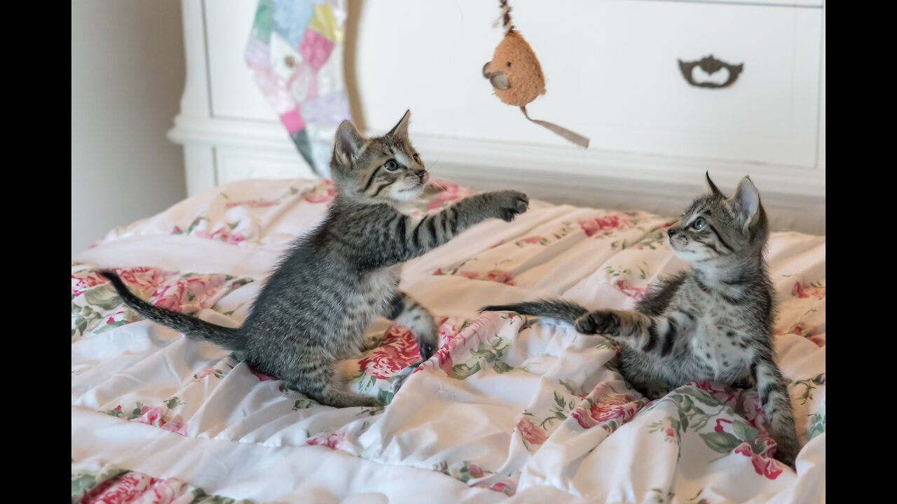 A cat plays with a cotton mouse