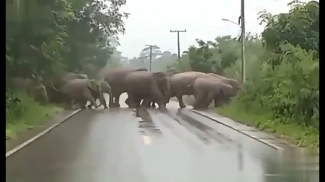 Last Elephant Says Thank You!