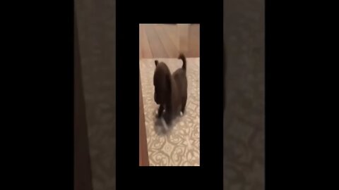 baby dog
