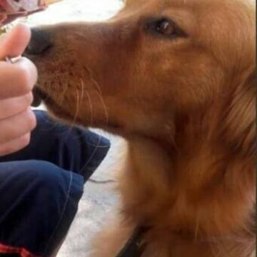 This dog loves his ice cream so much