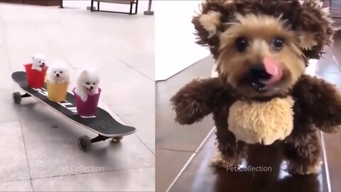 CUTE AND FUNNY PET VIDEOS VOL 1
