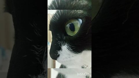 Gato Bartolomeu Tunico 😸