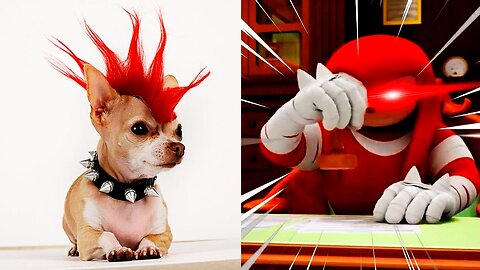 Kunickles Rates Animals #knuckles