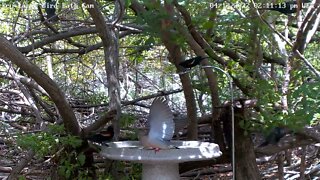 Red-wing blackbird pulls mourning dove's tail