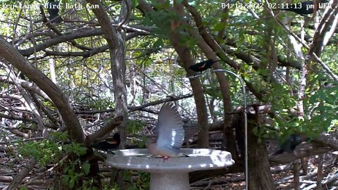 Red-wing blackbird pulls mourning dove's tail