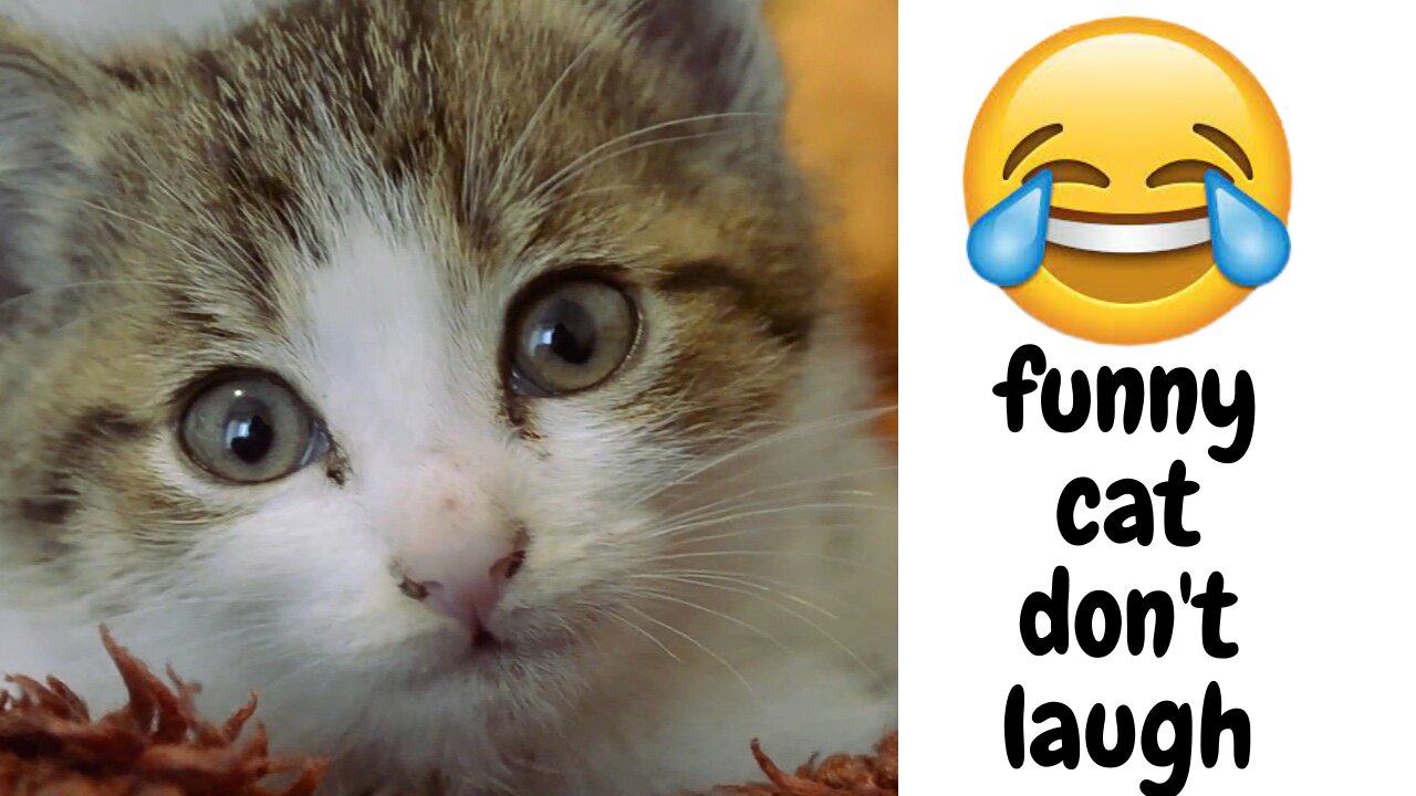 funny cat-try not to laugh