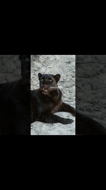 Panther Sounds #Shorts 🎙