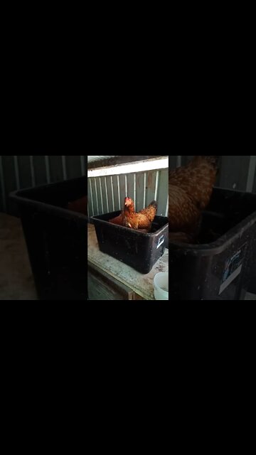 Chook chook is in with Forest this morning and has a lot to say