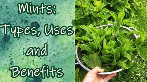 Mints: Types, Uses, and Benefits