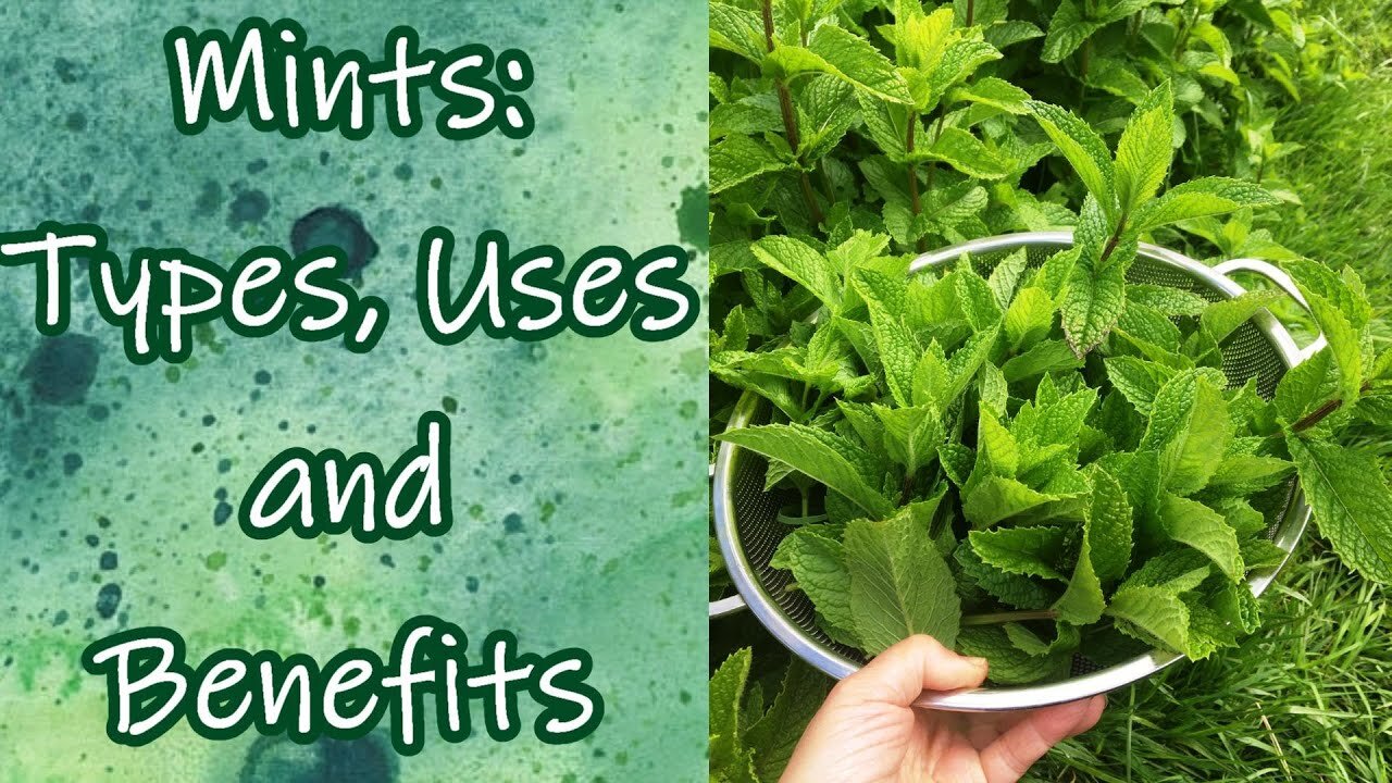 Mints: Types, Uses, and Benefits