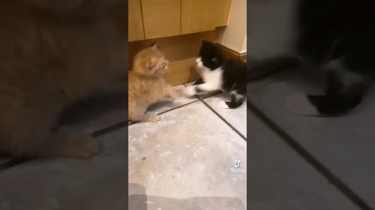 Tiktok Funny Kittens Fight 😂 - Cutest Kittens Funny Video