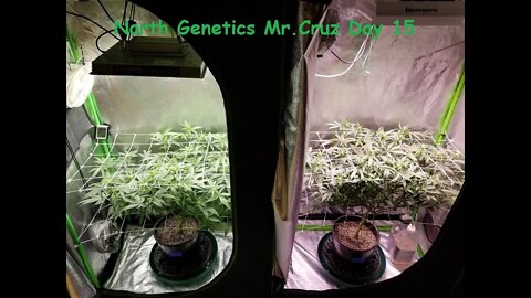 North Genetics Mr. Cruz "APPLES TO APPLES? SIDE BY EACH" ep. 2 Day 15 strip, scrog, and new light!?