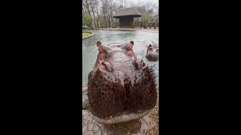 Inside a hippos mouth