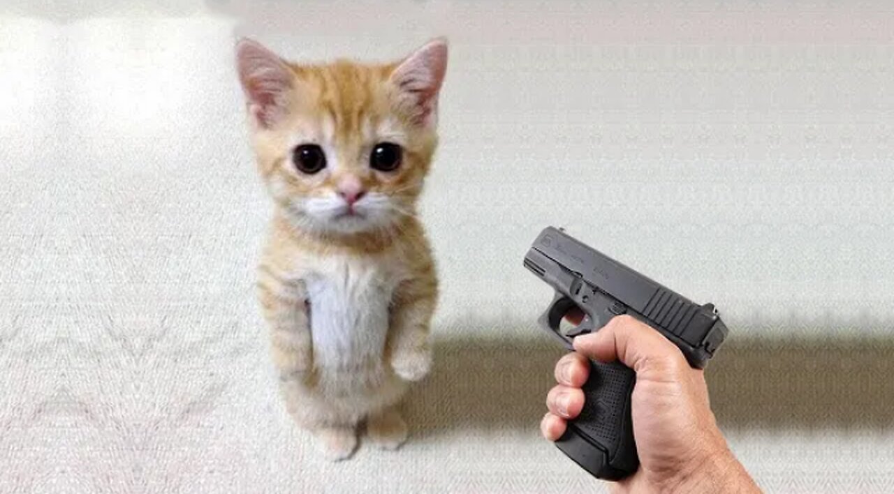 Funny cat vs Gun Funny Animals playing dead on finger shot Compilation