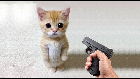 Funny cat vs Gun Funny Animals playing dead on finger shot Compilation